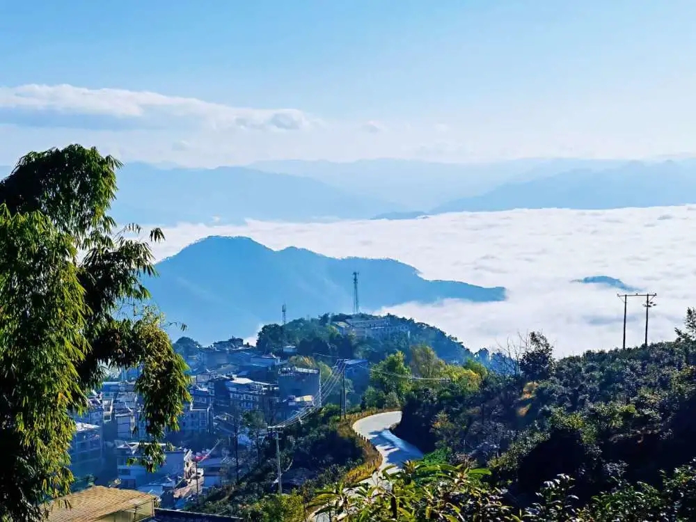 2023年邦東古樹春茶品質(zhì)如何？