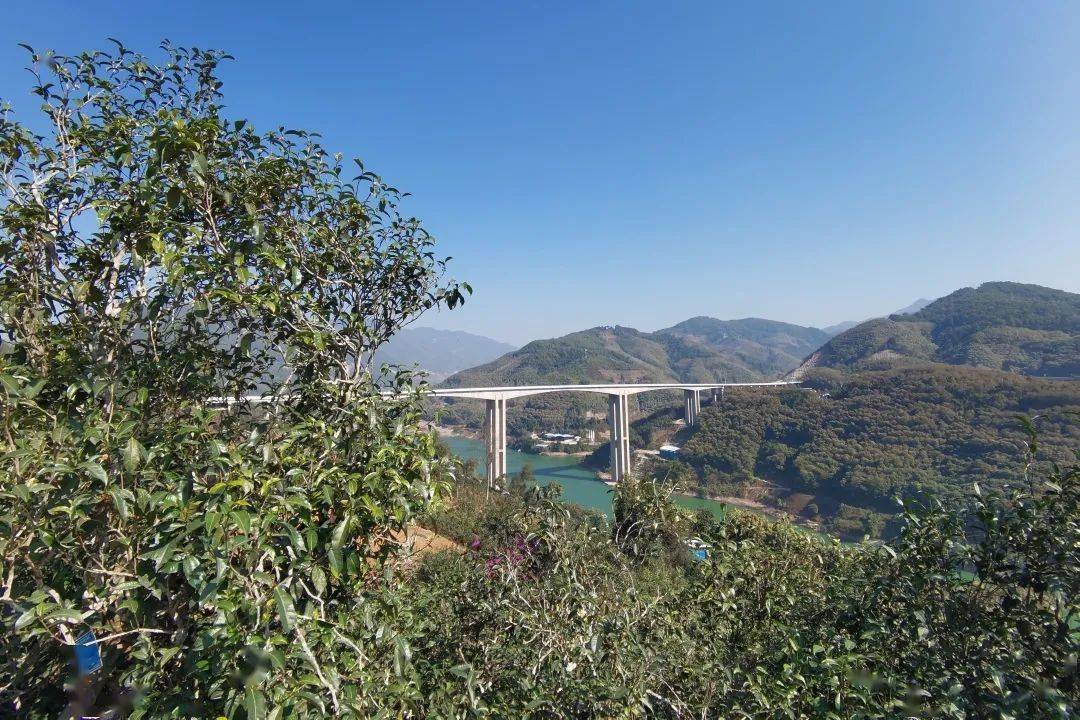 2023年邦東古樹春茶口感怎么樣？