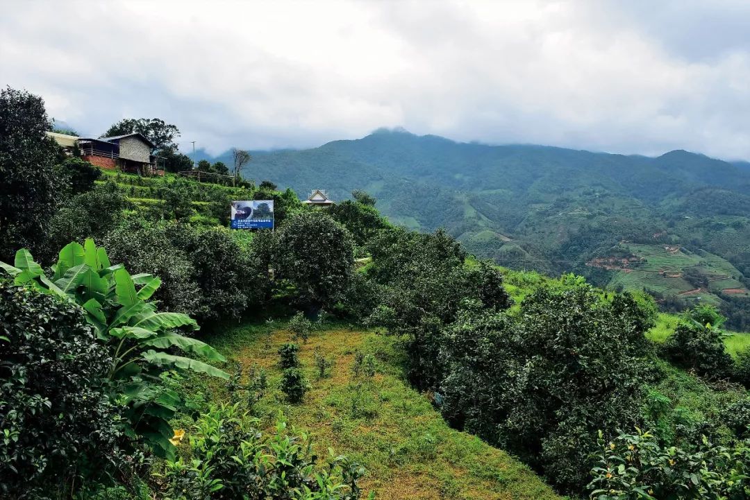 2023年邦東古樹春茶多少一公斤？