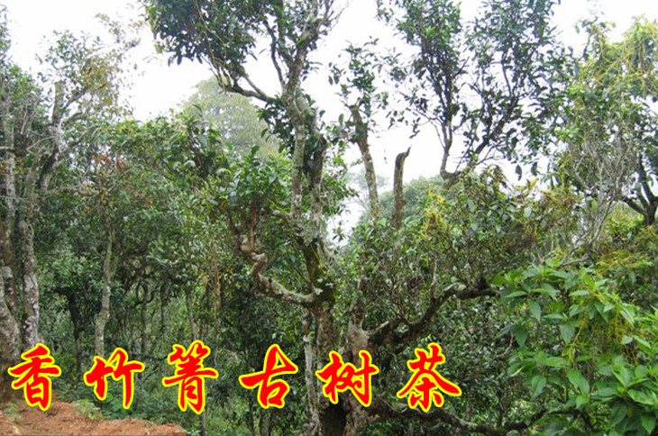 2023年香竹箐古樹春茶價(jià)格是多少？