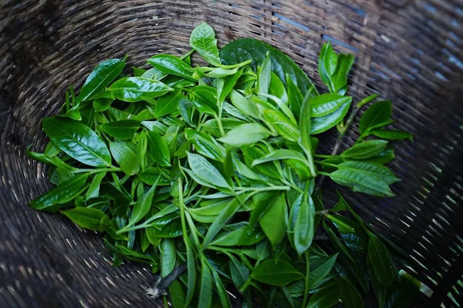 2023年香竹箐古樹春茶多少一公斤？