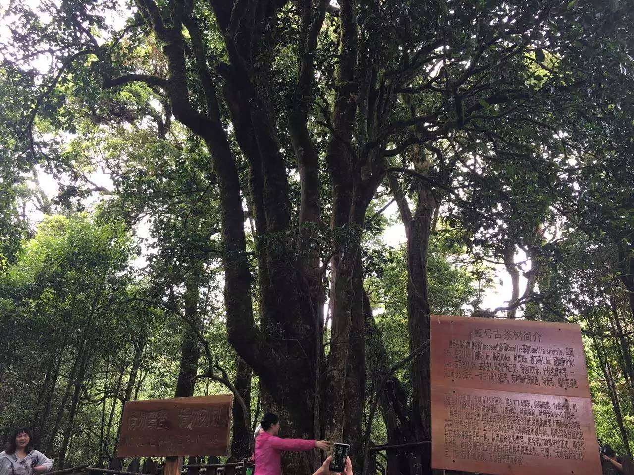 2023年大雪山古樹春茶品質(zhì)怎么樣？