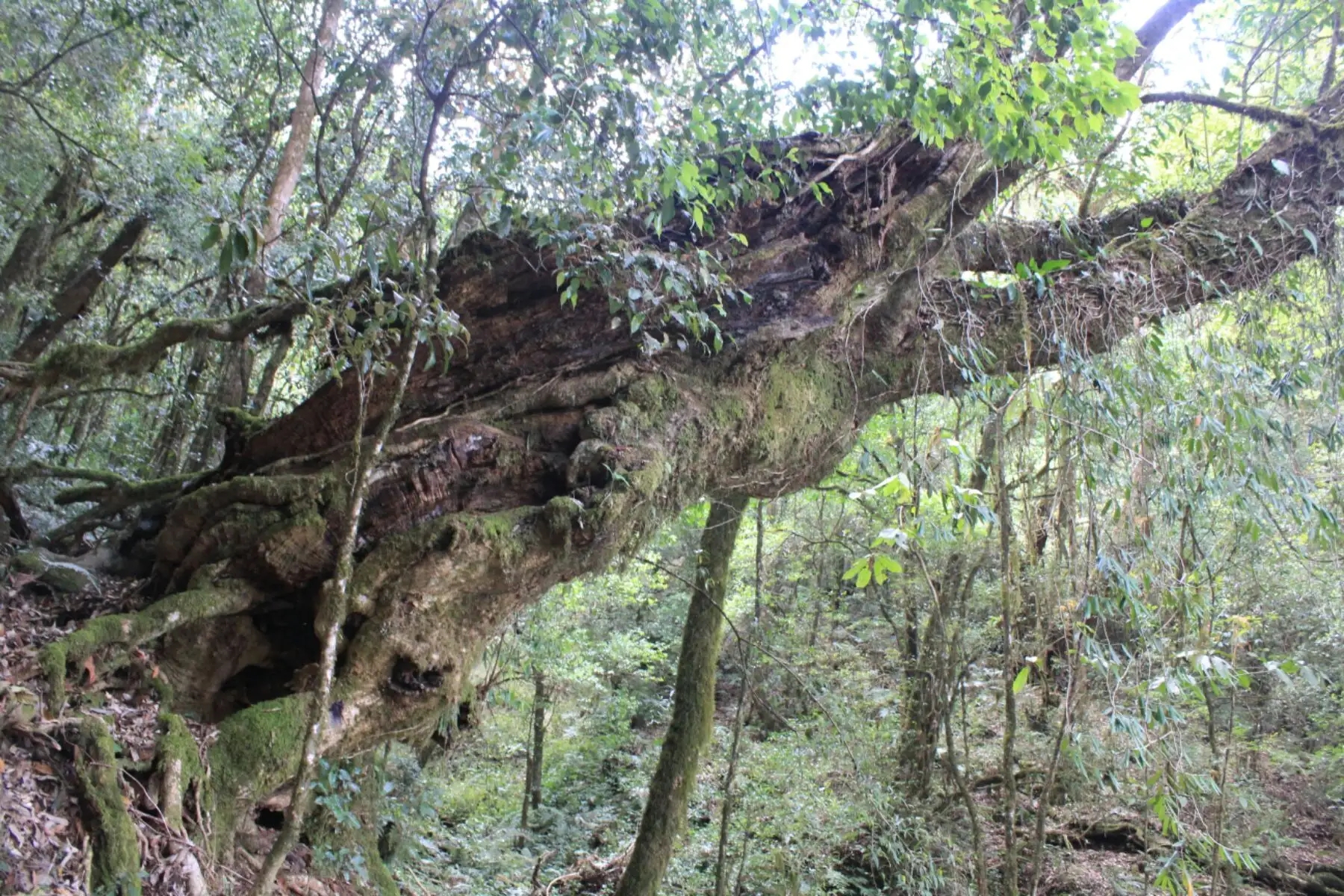2023年大雪山古樹春茶口感怎么樣？