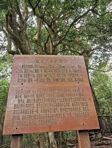 2023年大雪山古樹春茶特點(diǎn)是什么？