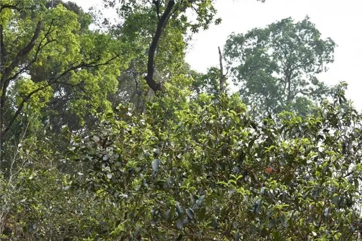 2023年大雪山古樹春茶多少錢一公斤？