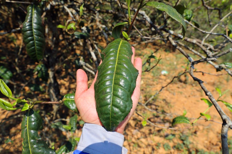 2023年忙肺古樹春茶品質(zhì)怎么樣？