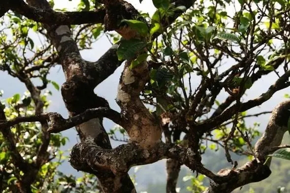 2023年忙肺古樹春茶價格是多少？