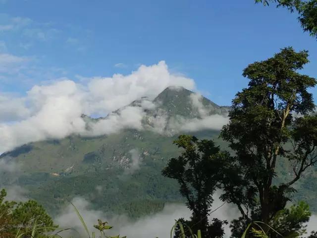 2023年忙肺古樹春茶多少一公斤？