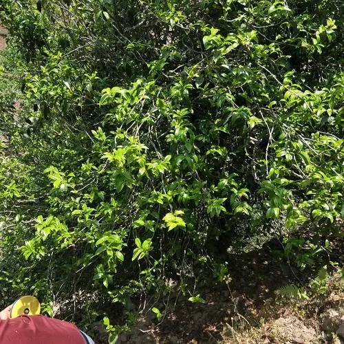 2023年那罕古樹春茶品質(zhì)如何？