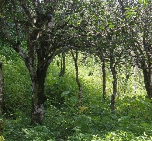 2023年小戶賽古樹春茶價格多少？