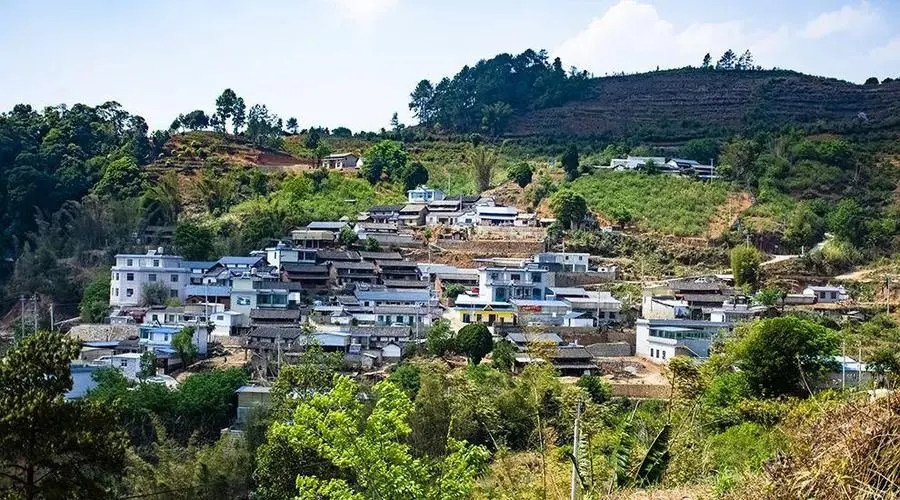 2023年正氣塘古樹春茶口感如何？