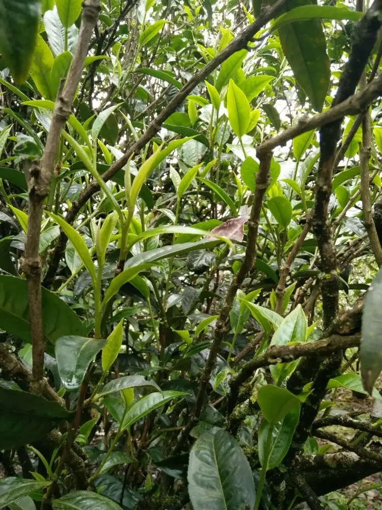 2023年壩糯古樹春茶口感怎么樣？