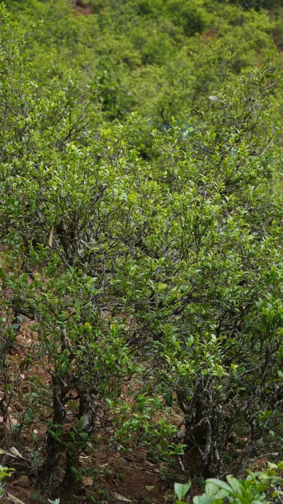 2023年壩糯古樹春茶特點是什么？