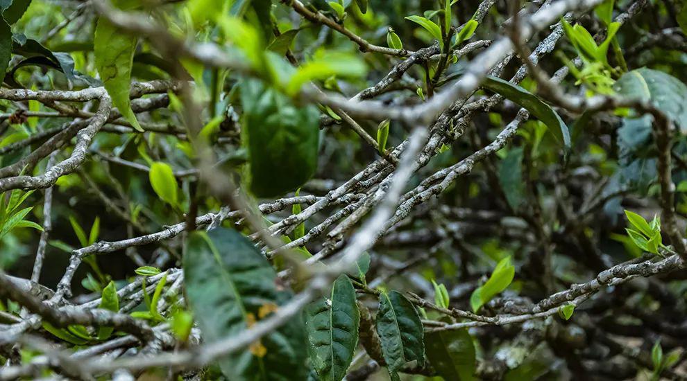 2023年那蕉古樹(shù)春茶多少一公斤？