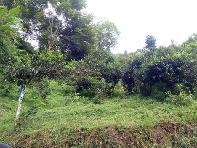 2023年南迫古樹春茶品質(zhì)怎么樣？