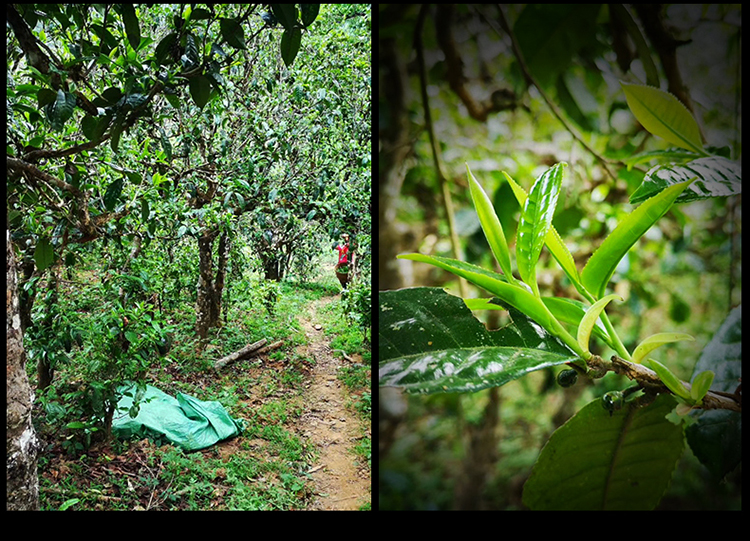 2023年南迫古樹春茶特點(diǎn)是什么？