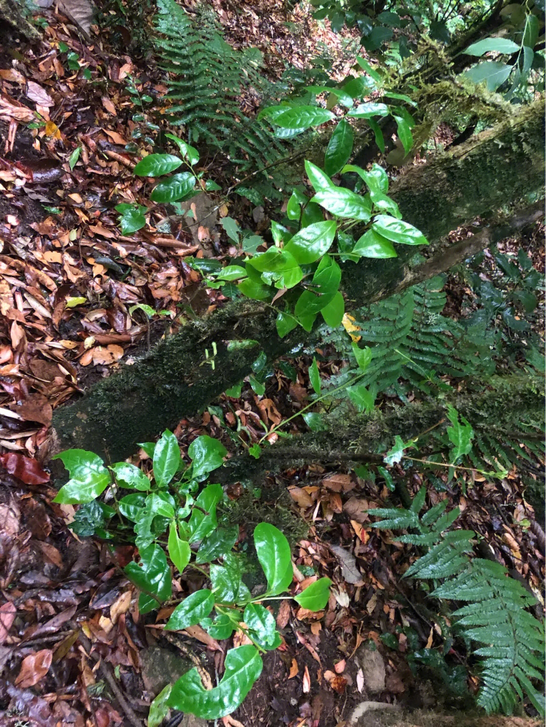 2023年南迫古樹(shù)春茶多少一公斤？