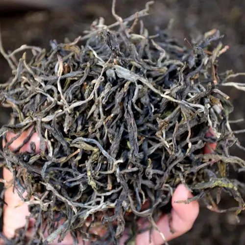 2023年地界古樹(shù)春茶品質(zhì)如何？