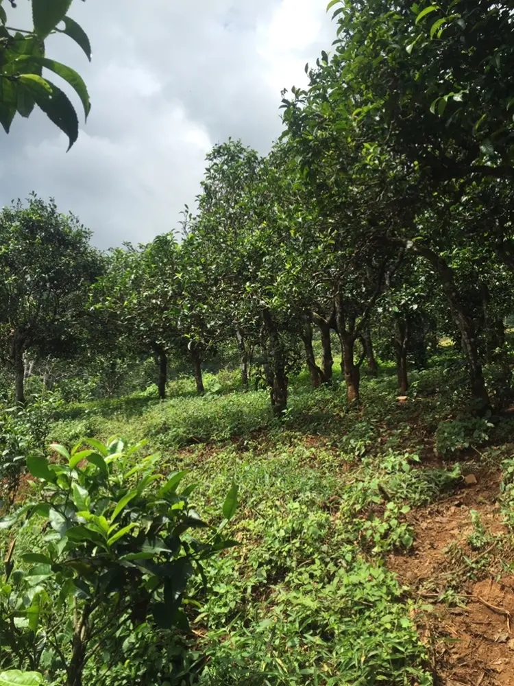 2023年地界古樹(shù)春茶特點(diǎn)是什么？