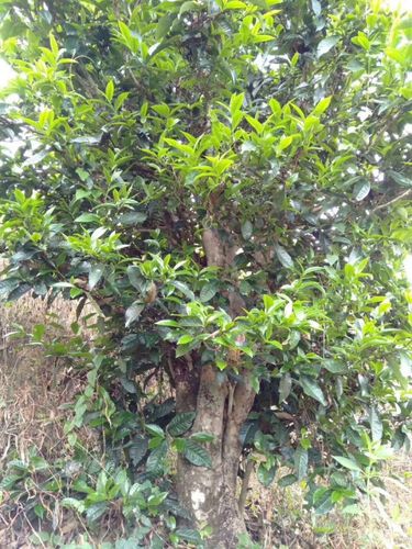 2023年壩歪古樹(shù)春茶口感怎么樣？