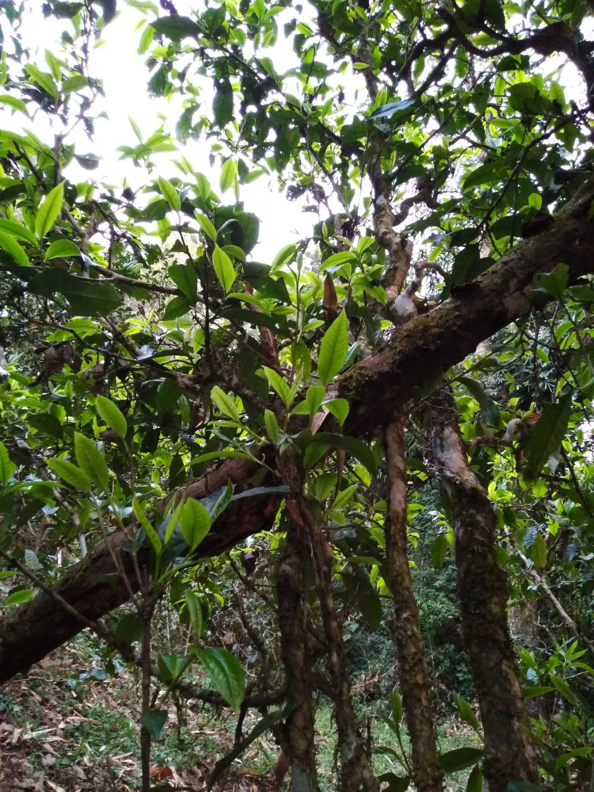 2023年糯伍古樹(shù)春茶品質(zhì)如何？