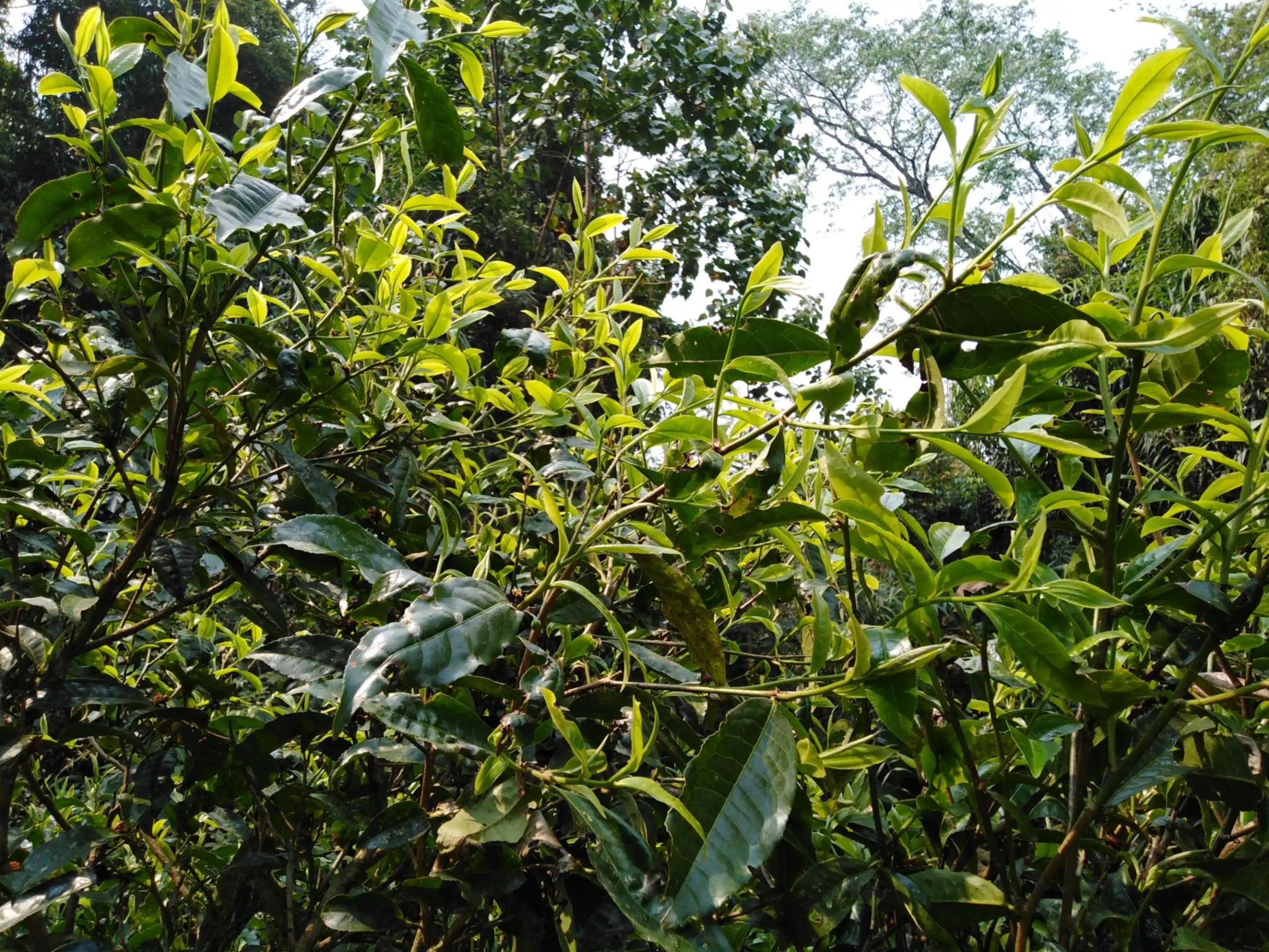 2023糯伍古樹(shù)春茶口感怎么樣？