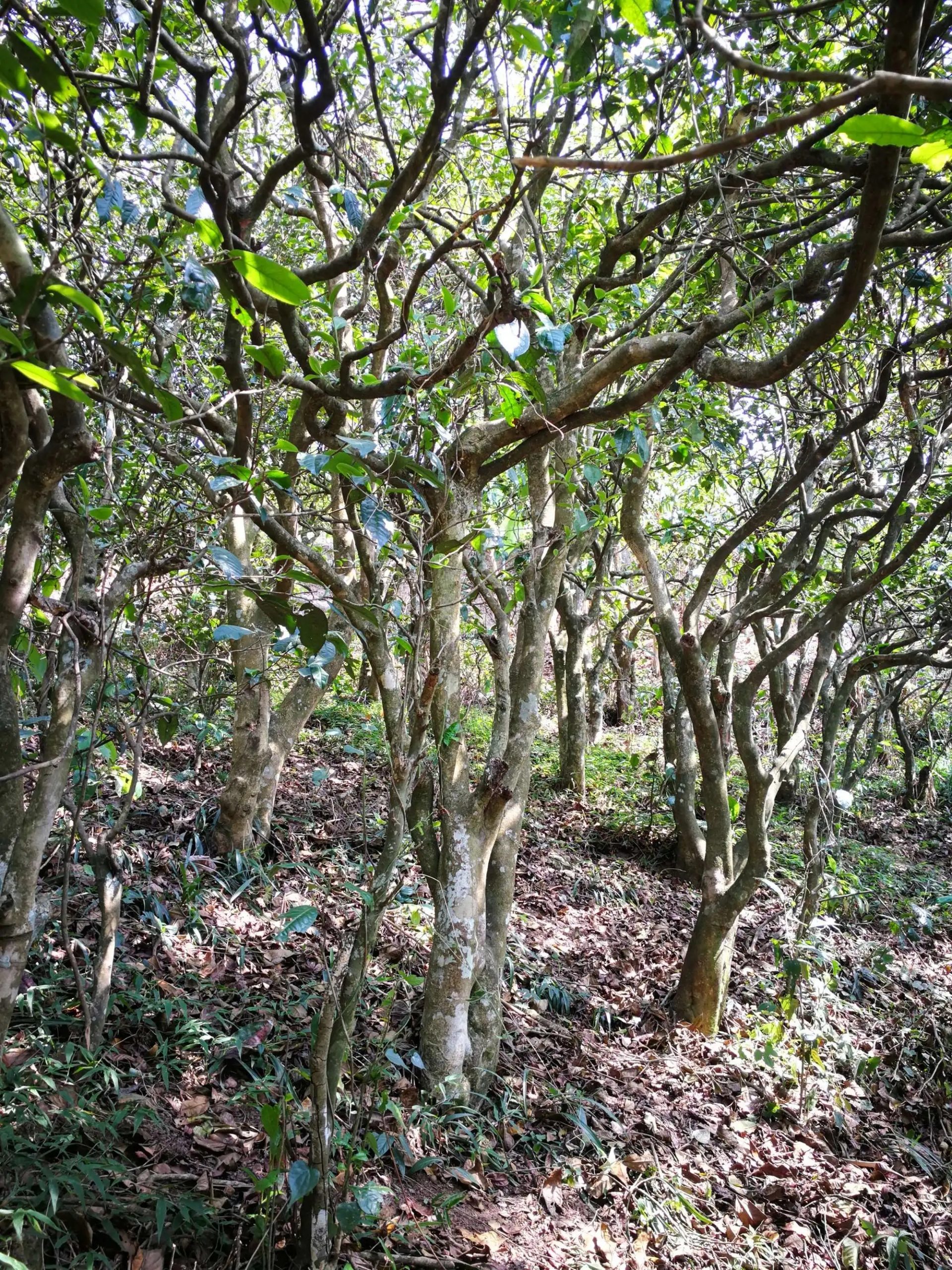 2023年糯伍古樹(shù)春茶多少一公斤？