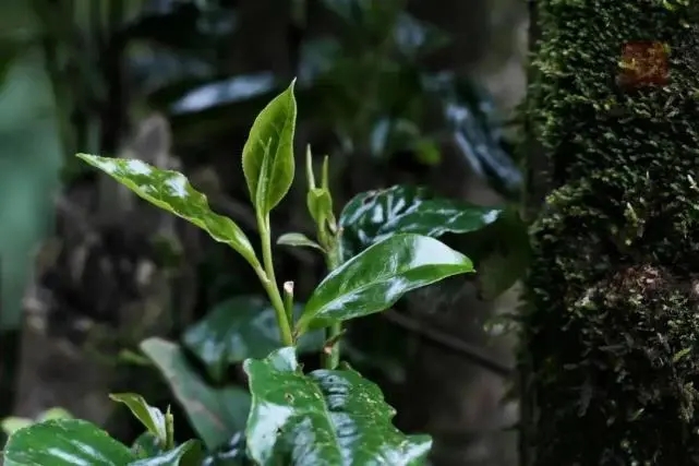 2023年薄荷塘古樹(shù)春茶品質(zhì)怎么樣？