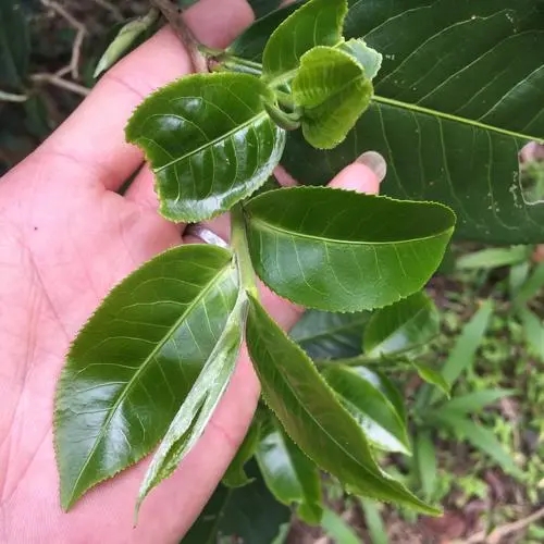 2023年薄荷塘古樹(shù)春茶口感如何？