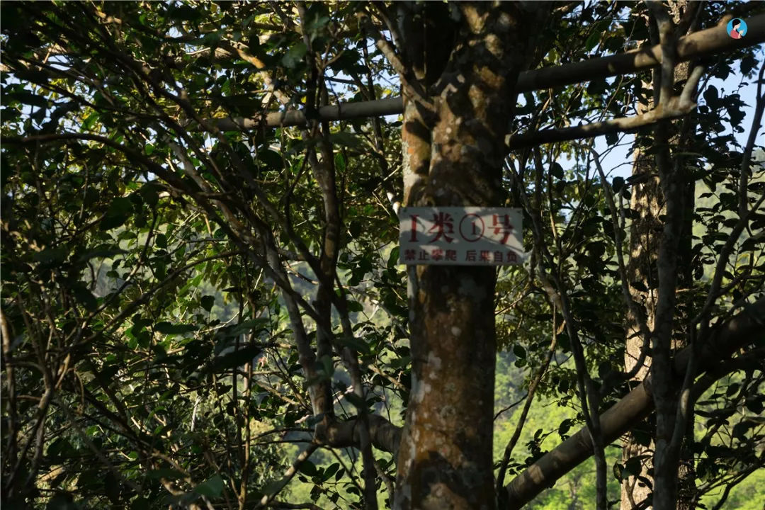 2023年薄荷塘古樹(shù)春茶價(jià)格是多少？