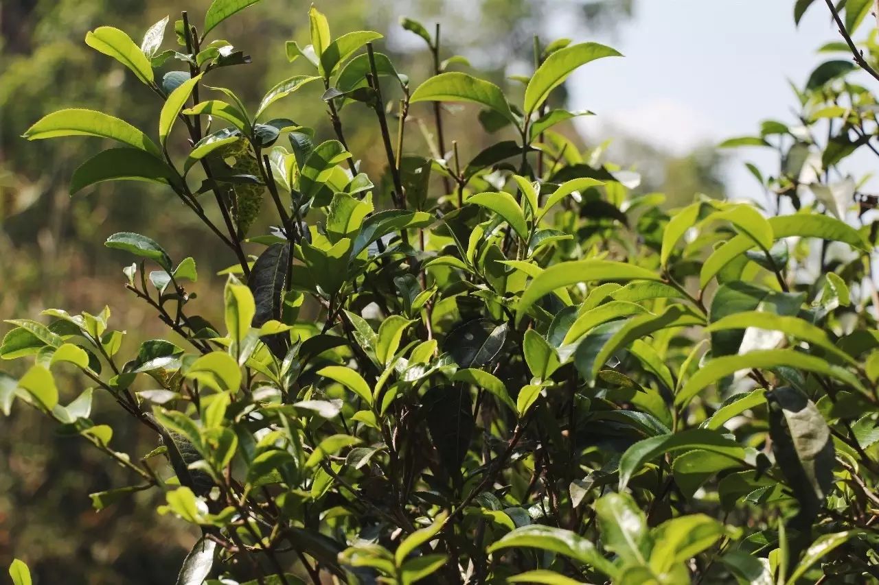 2023年彎弓古樹(shù)春茶品質(zhì)如何？