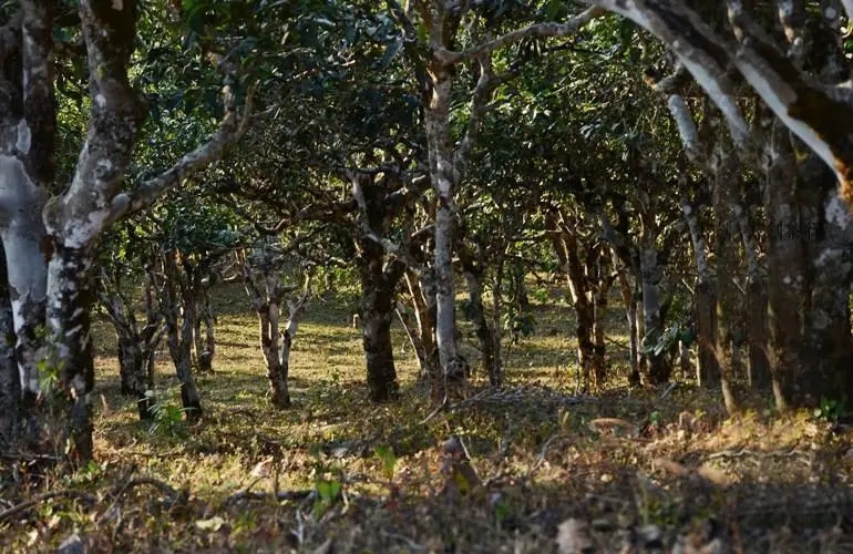 2023年彎弓古樹(shù)春茶特點(diǎn)是什么？