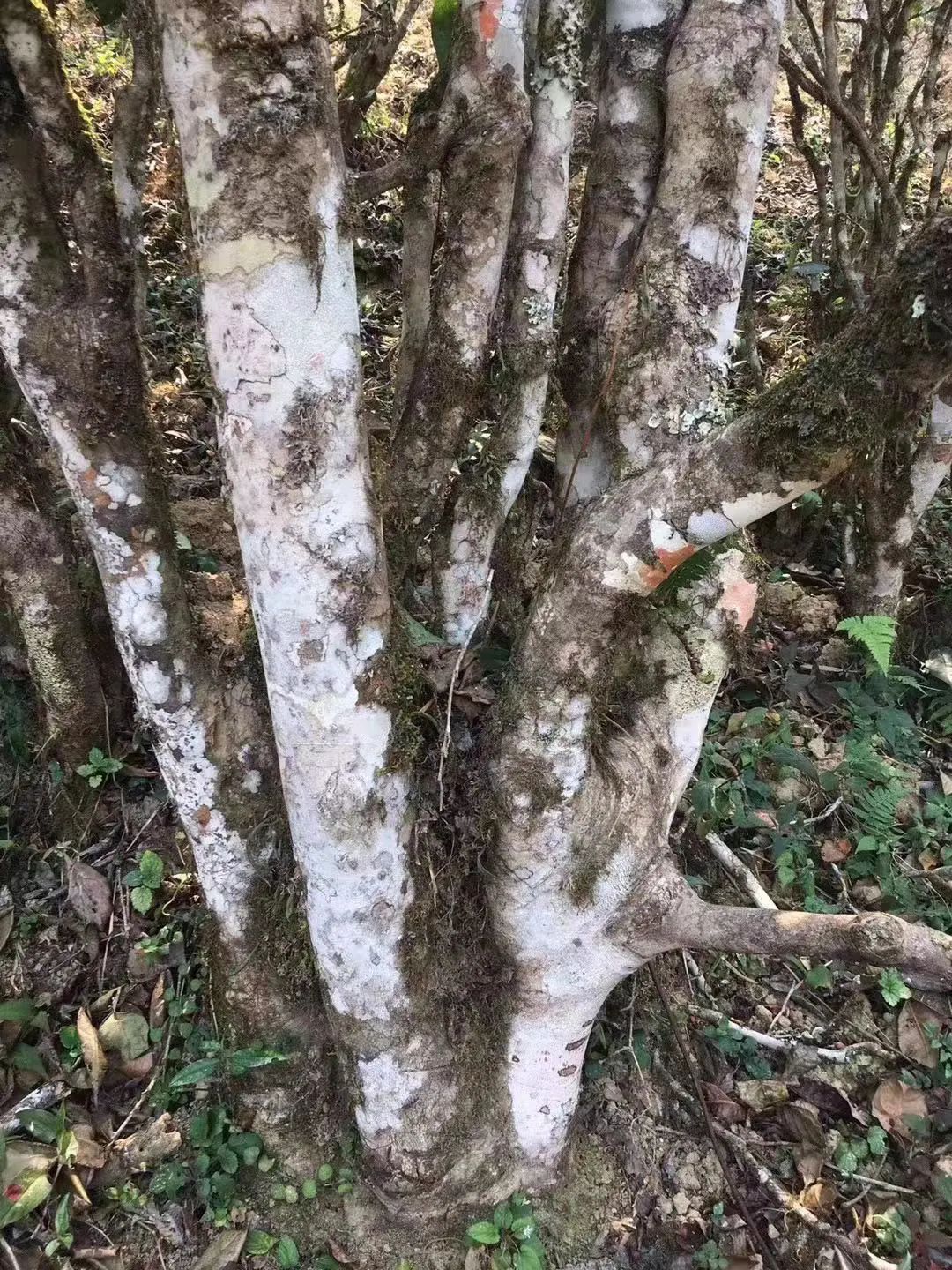 2023年彎弓古樹(shù)春茶口感如何？