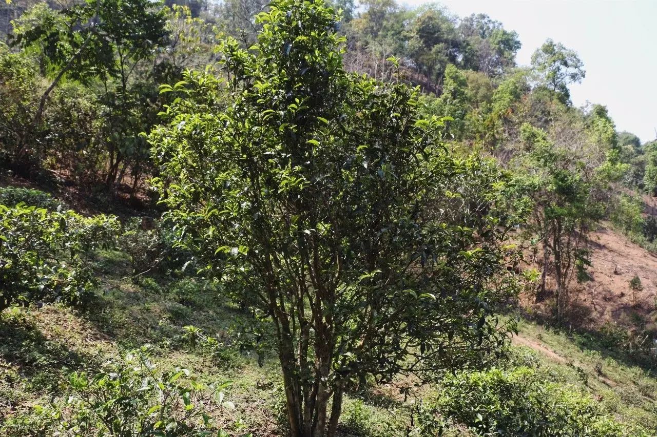 2023年彎弓古樹(shù)春茶價(jià)格是多少？