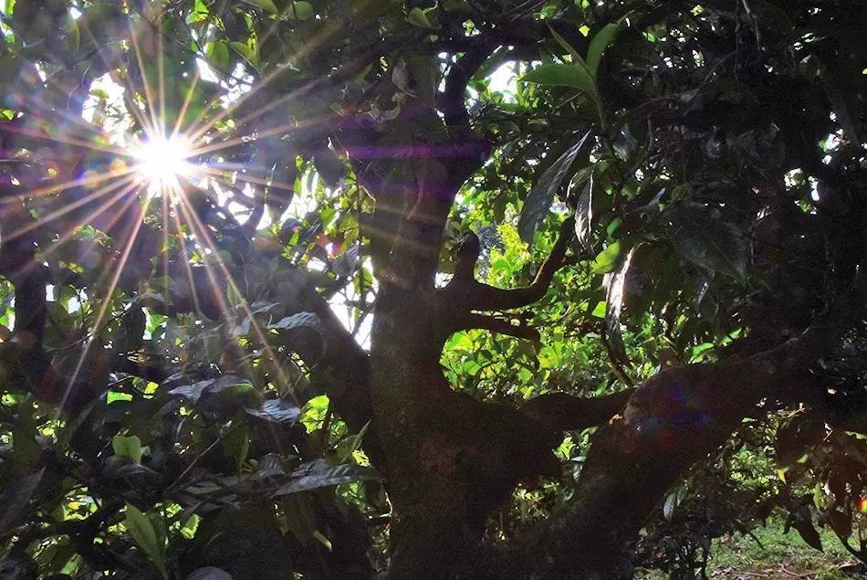 2023年勐庫大忠山古樹春茶特點?