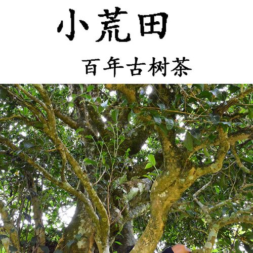 2023年勐庫小荒田古樹春茶特點？