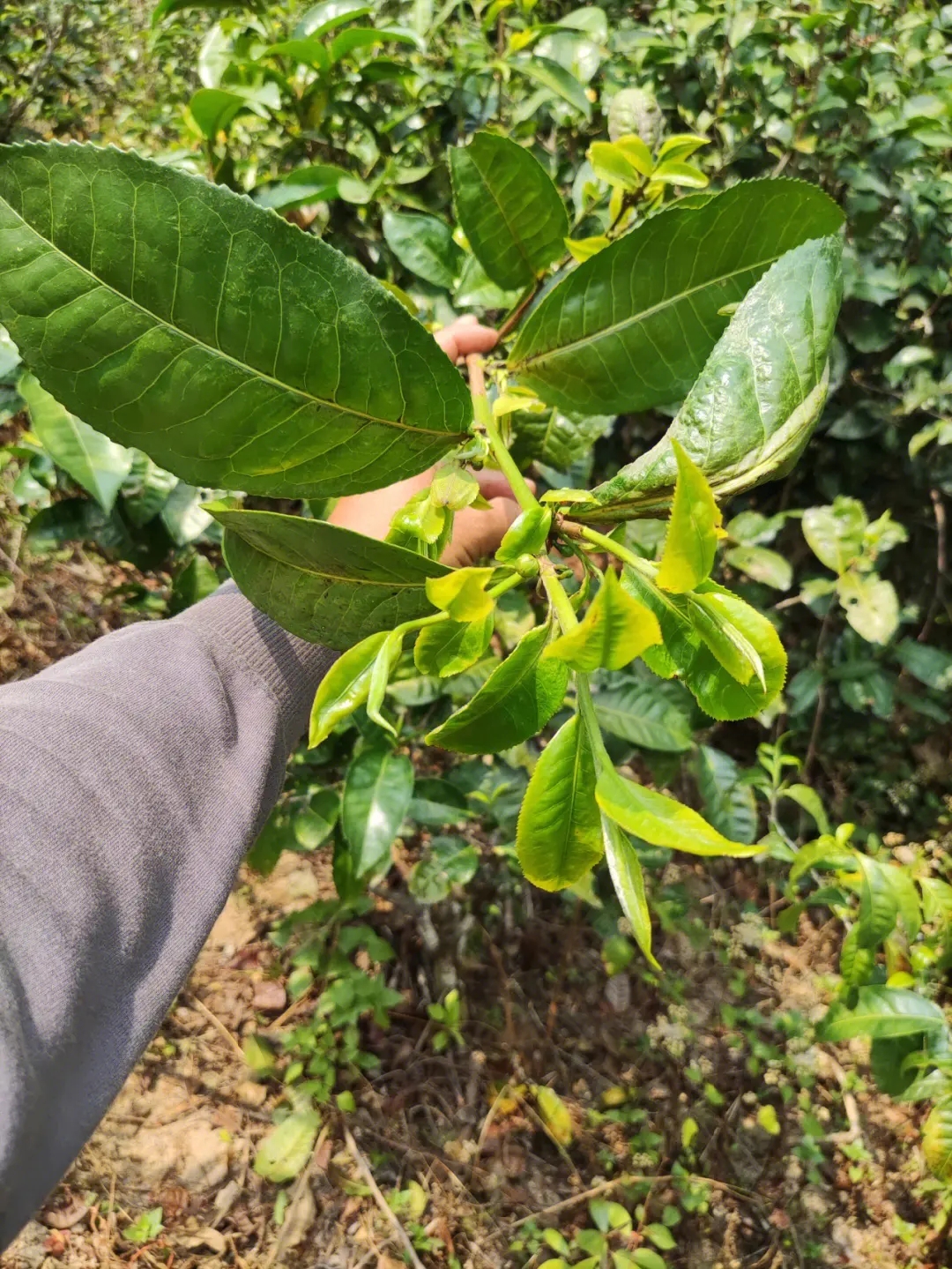 2023年勐庫小荒田古樹春茶品質(zhì)如何？