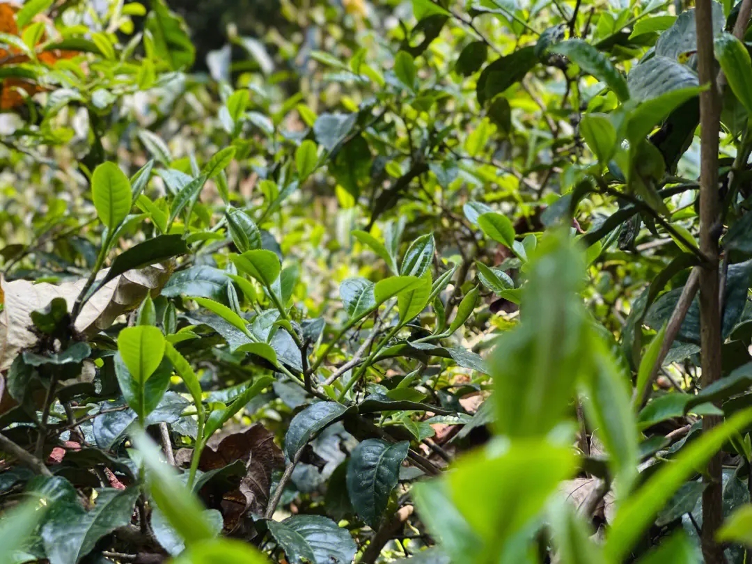 2023年勐庫那蕉古樹春茶多少一公斤？