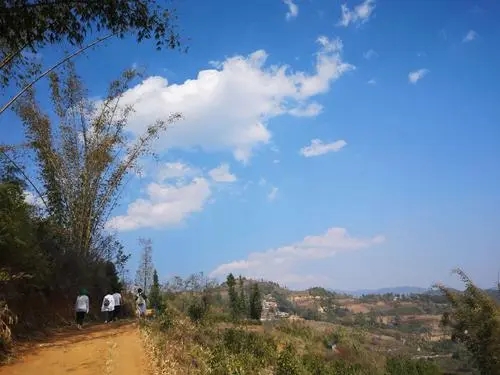 2023年勐庫豆腐寨古樹春茶特點是什么？