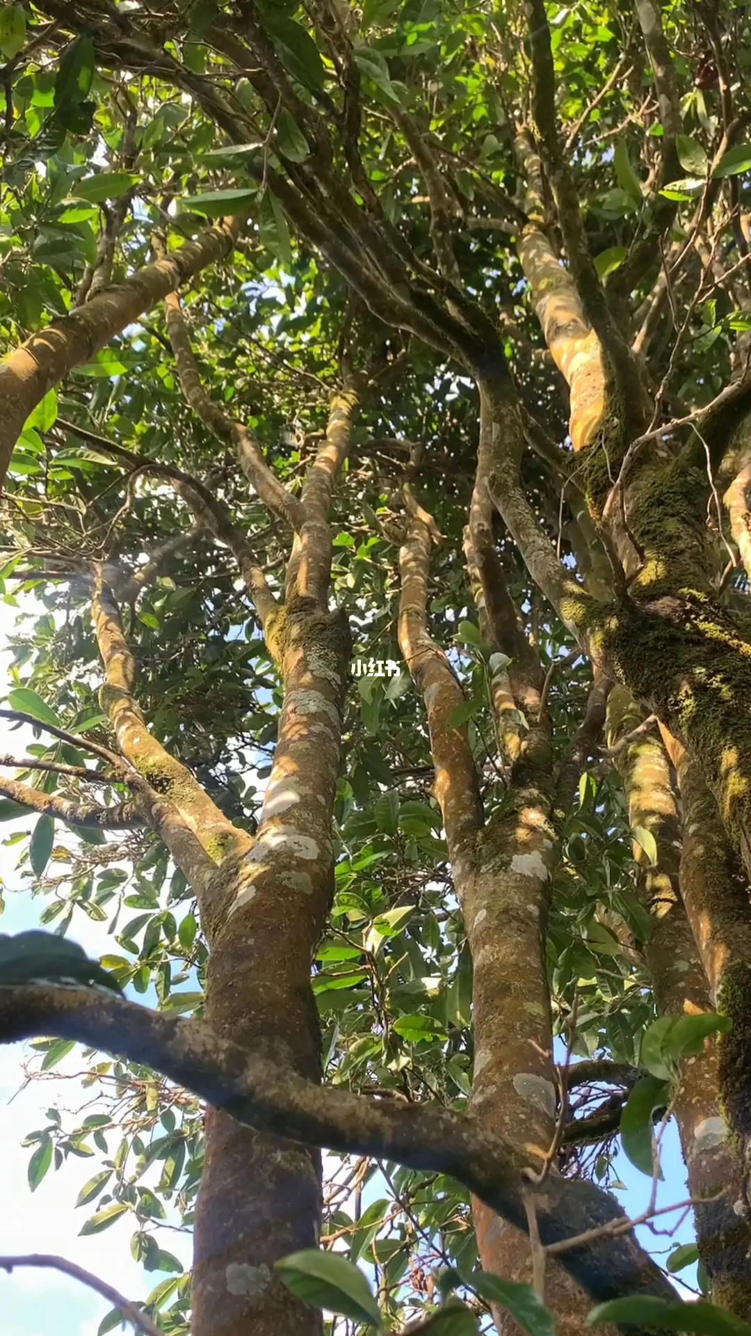 2023年勐庫河邊寨古樹春茶品質(zhì)如何？