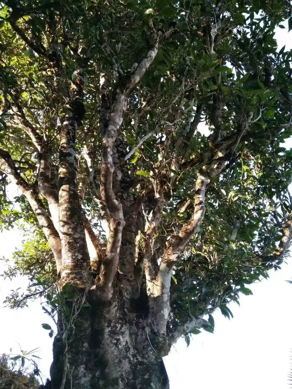 2023年麻栗坡古樹春茶口感怎么樣？