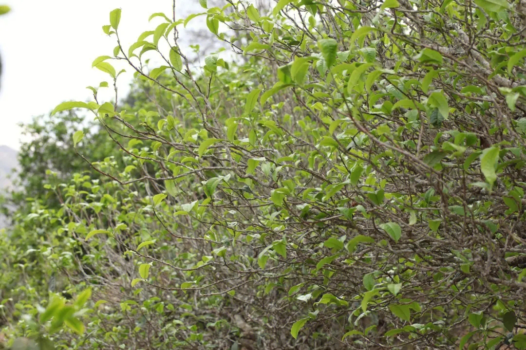 2023年鍋底塘古樹春茶價(jià)格多少？