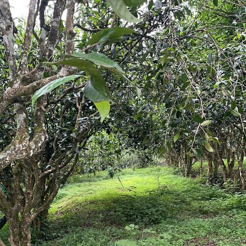 2023年永德大雪山古樹春茶特點(diǎn)是什么？