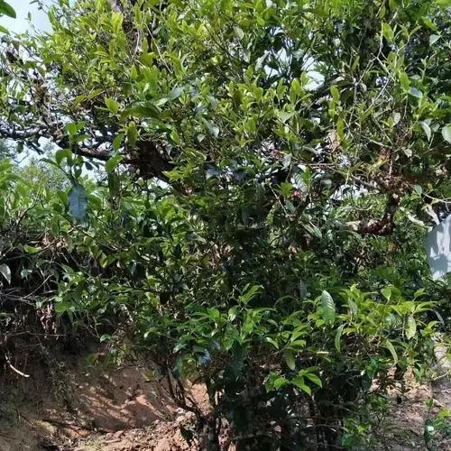 2023年永德大雪山古樹春茶口感怎么樣？