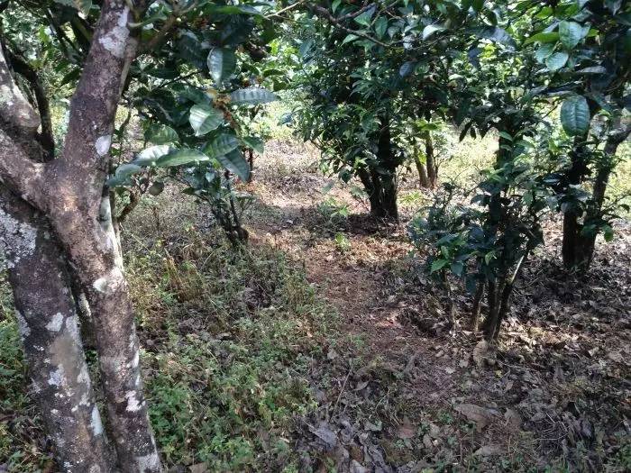 2023年永德大雪山古樹春茶價(jià)格是多少？