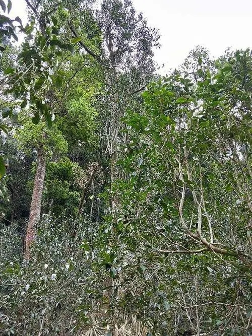 2023年多依樹古樹春茶品質如何？