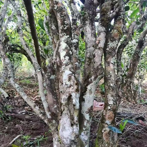 2023年鎮(zhèn)沅老烏山古樹春茶價(jià)格是多少？