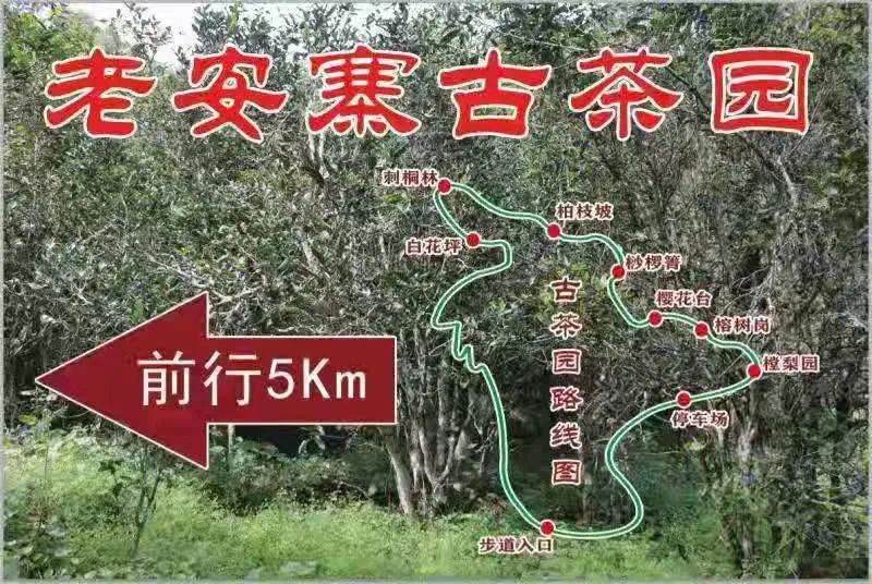 2023年普洱老安寨古樹春茶品質(zhì)如何？