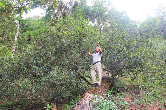 2023年普洱老安寨古樹春茶價(jià)格是多少？