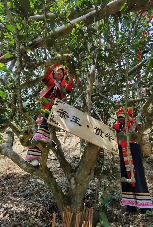 2023年普洱老安寨古樹春茶多少一公斤？